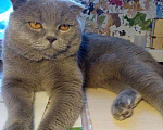 Кошки в Славгороде: Вязка, 1 руб. - фото 1