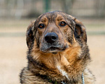 Собаки в Москве: Валик. Особенная собака на миллион  Девочка, Бесплатно - фото 1