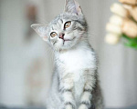 Кошки в Москве: 3 очаровательных разноцветных котенка в дар Мальчик, Бесплатно - фото 8