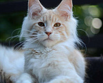 Кошки в Самаре: Кот. Окрас красный серебряный тигр! Мальчик, 30 000 руб. - фото 1