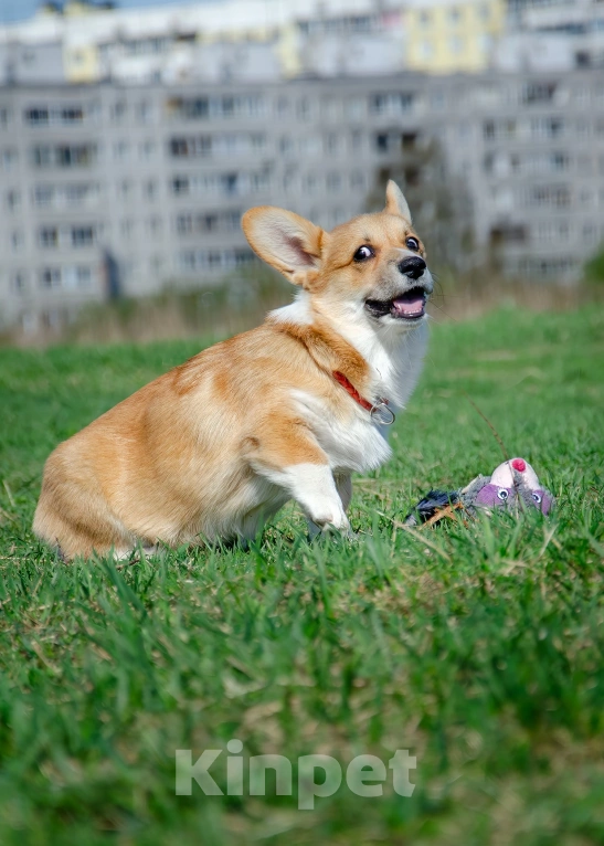 Собаки в Фрязино: Девочка вельш корги пемброк  Девочка, 55 000 руб. - фото 4