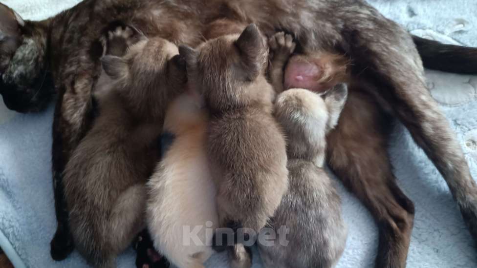 Кошки в Ростове-на-Дону: Котята европейской Бурмы  Мальчик, 80 000 руб. - фото 1