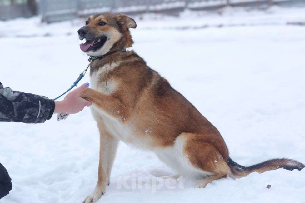 Собаки в Москве: Красивая энергичная лисичка Цири ищет дом, 2.5 года. Девочка, 1 руб. - фото 4