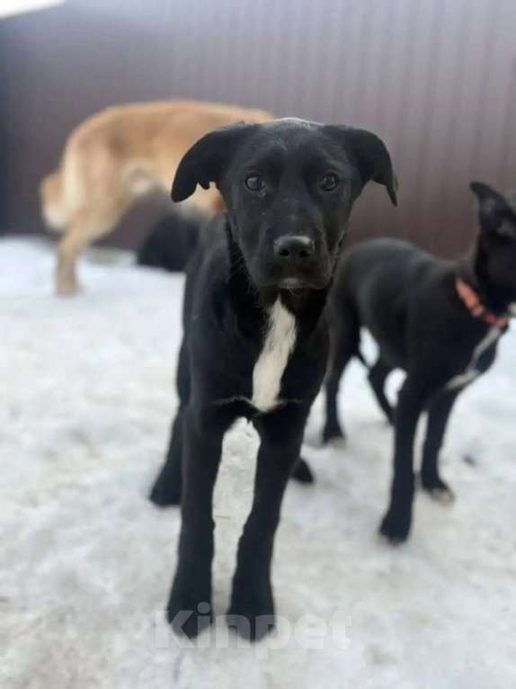 Собаки в Москве: Ищут дом чудесные щенки Арчи, Оскар и Тея. Мальчик, Бесплатно - фото 7