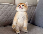 Кошки в Тюмени: Котята Британская золотая шиншилла Мальчик, 40 000 руб. - фото 4