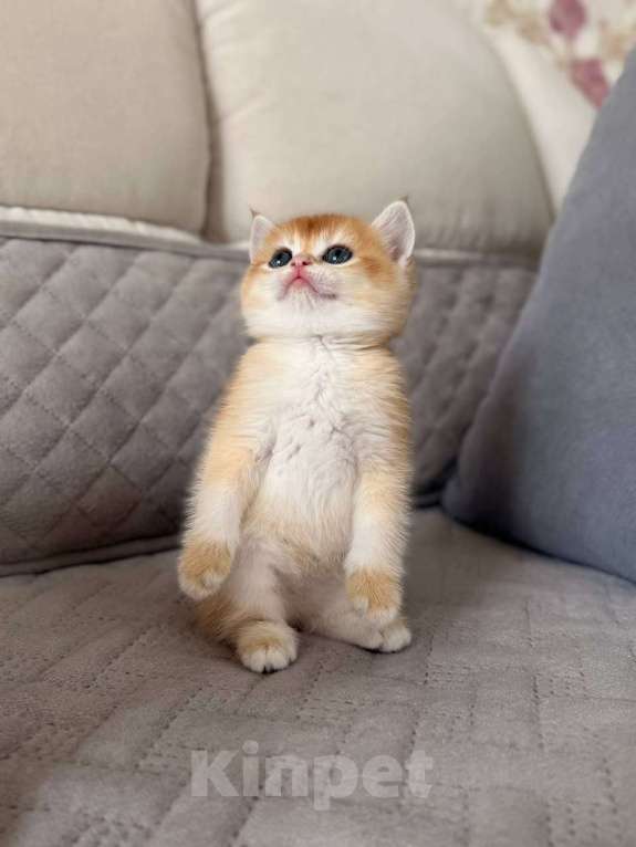 Кошки в Тюмени: Котята Британская золотая шиншилла Мальчик, 40 000 руб. - фото 4