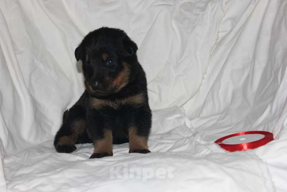 Собаки в Перми: Щенки Босерона  Мальчик, 40 000 руб. - фото 4