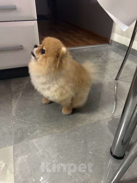 Собаки в Москве: Померанский мини шпиц, взрослый кабель готов для вязки  Мальчик, 6 000 руб. - фото 4