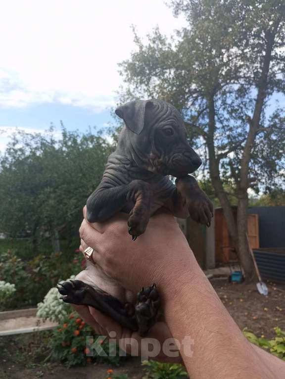 Собаки в Самаре: Продам  щенков породы  Американский  голый  терьер &quot; Девочка, 30 000 руб. - фото 6