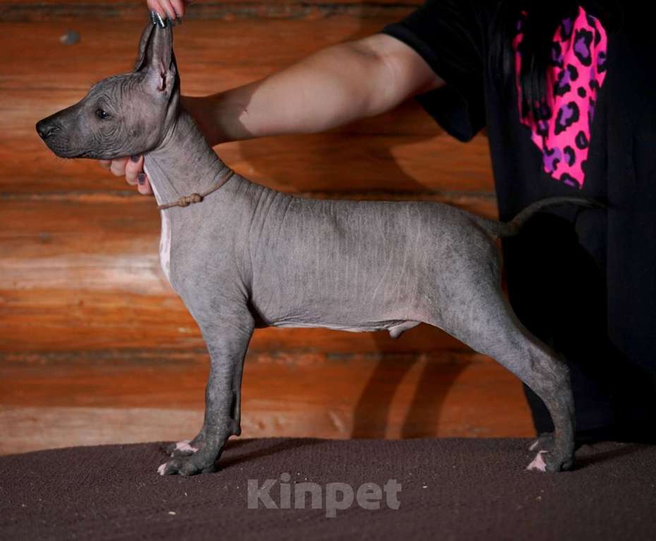 Собаки в Александрове: Щенки Ксолоитцкуинтли стандартного размера  Мальчик, 70 000 руб. - фото 3