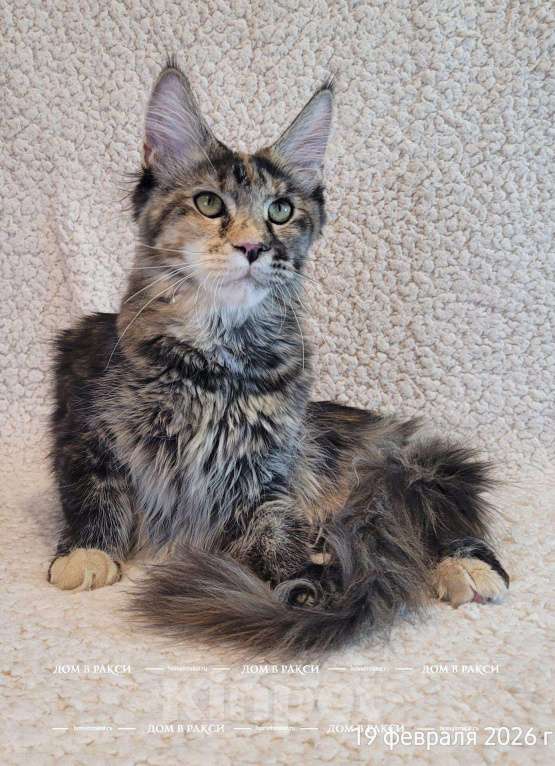 Кошки в других городах Ленинградской области: Кошка мейн-кун X’Sandra Raksi Line Девочка, Бесплатно - фото 3