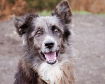 Собаки в Москве: Метис бордер-колли. Агата, 5 лет Девочка, Бесплатно - фото 5