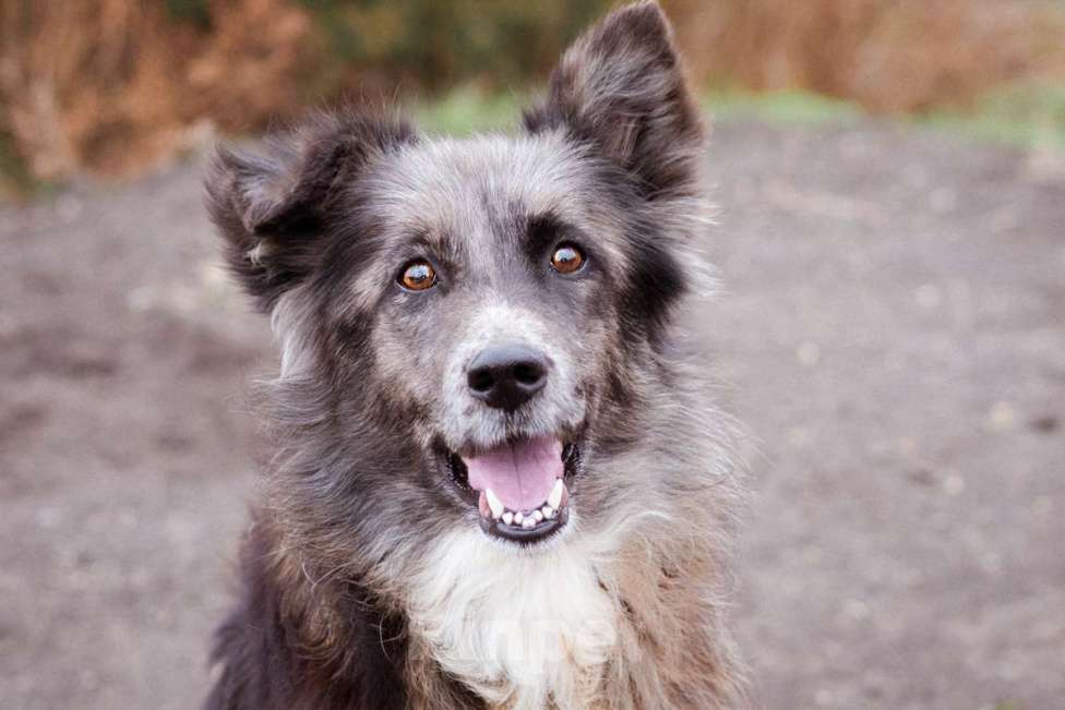 Собаки в Москве: Метис бордер-колли. Агата, 5 лет Девочка, Бесплатно - фото 5