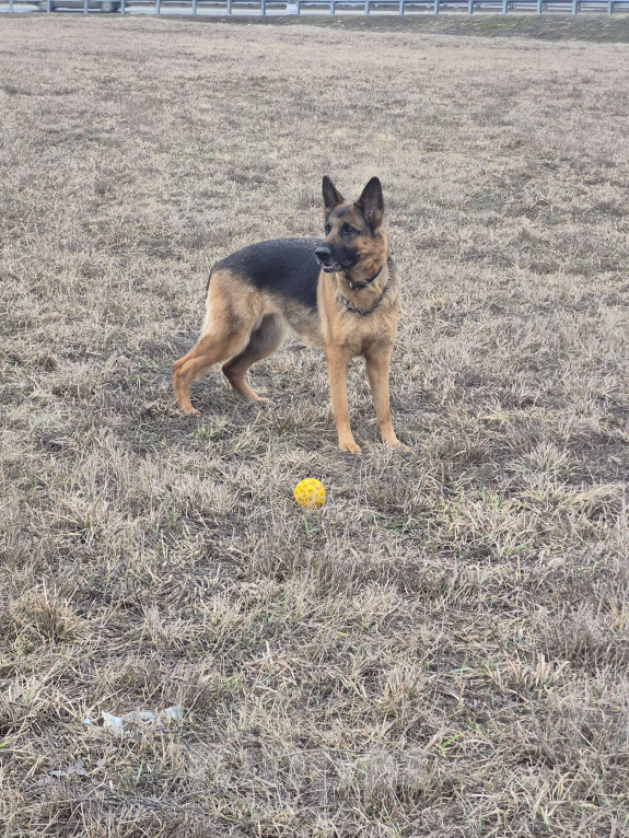 Собаки в Рязани: Срочно!Спасти овчарку! Только в любящие руки Девочка, Бесплатно - фото 2