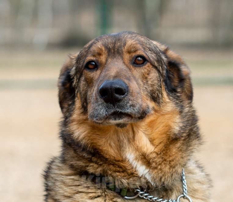 Собаки в Москве: Валик. Особенная собака на миллион  Девочка, Бесплатно - фото 1