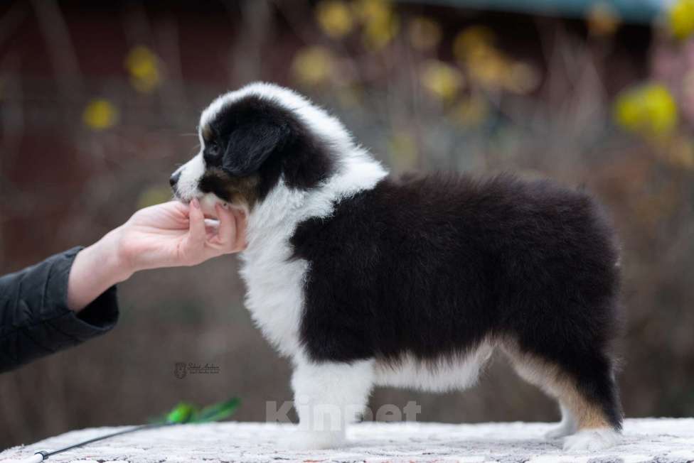 Собаки в Москве: Миниатюрная американская овчарка (мини-аусси) Мальчик, 100 000 руб. - фото 6