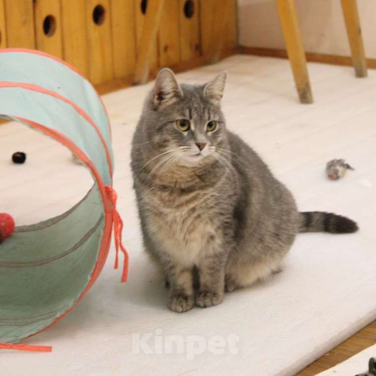 Кошки в Москве: Нежная АСЯ Девочка, Бесплатно - фото 3