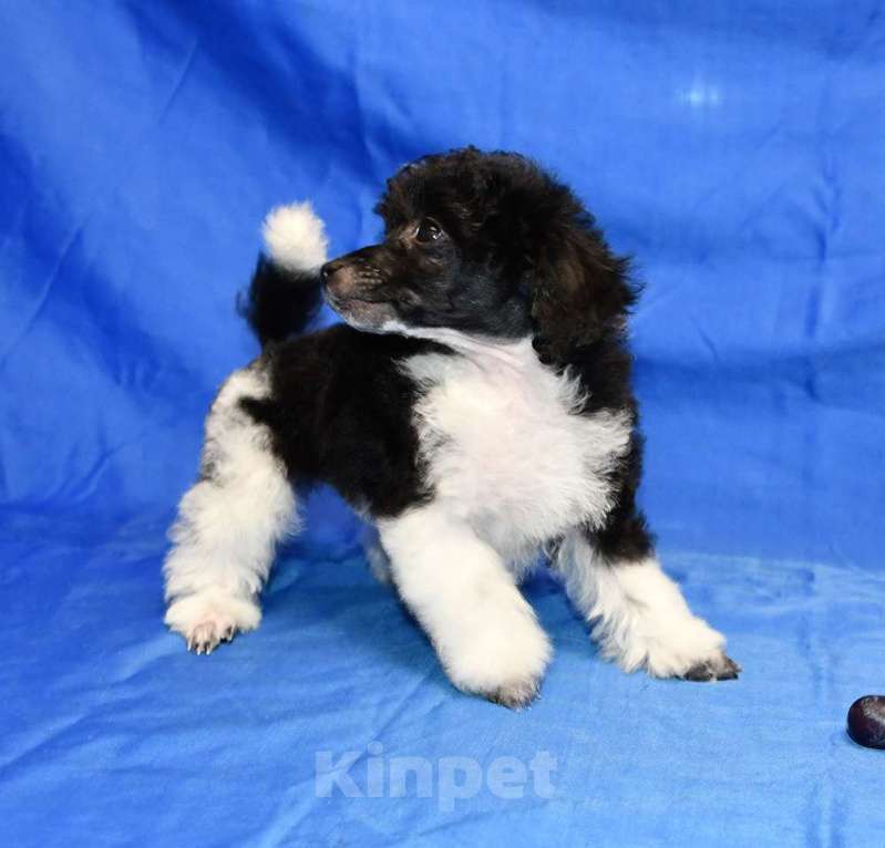 Собаки в Долгопрудном: ТОЙ ПУДЕЛЬ арлекин ДЖЕНТЛИ БОРН ПЕРЧИ Мальчик, 120 000 руб. - фото 3