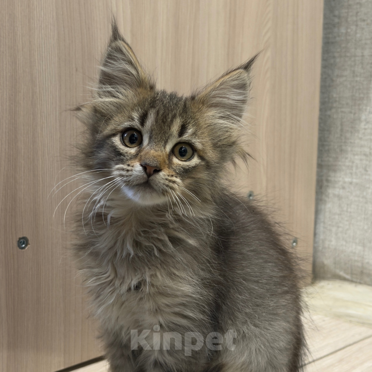Кошки в Тюмени: Мейн- кун девочки Девочка, 5 000 руб. - фото 2