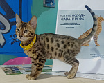 Кошки в Санкт-Петербурге: Саванна ф6 девочка золотистая. Девочка, 80 000 руб. - фото 2