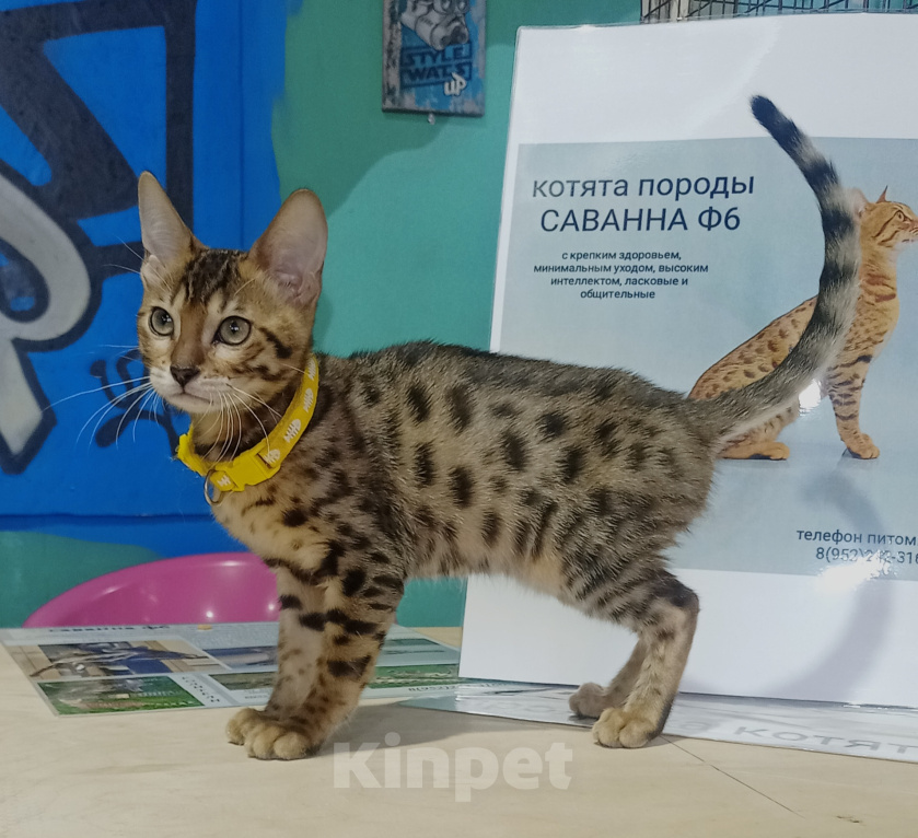 Кошки в Санкт-Петербурге: Саванна ф6 девочка золотистая. Девочка, 80 000 руб. - фото 2