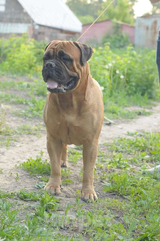 Собаки в Новосибирске: БУЛЬМАСТИФ, щенки, вязки,консультации, питомник Мальчик, 5 000 руб. - фото 3