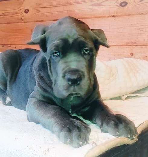 Собаки в Москве: Девочка кане корсо Голубого окраса. Девочка, 80 000 руб. - фото 1