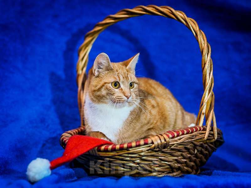 Кошки в Москве: Котята — метисы британской породы в добрые руки Девочка, Бесплатно - фото 6