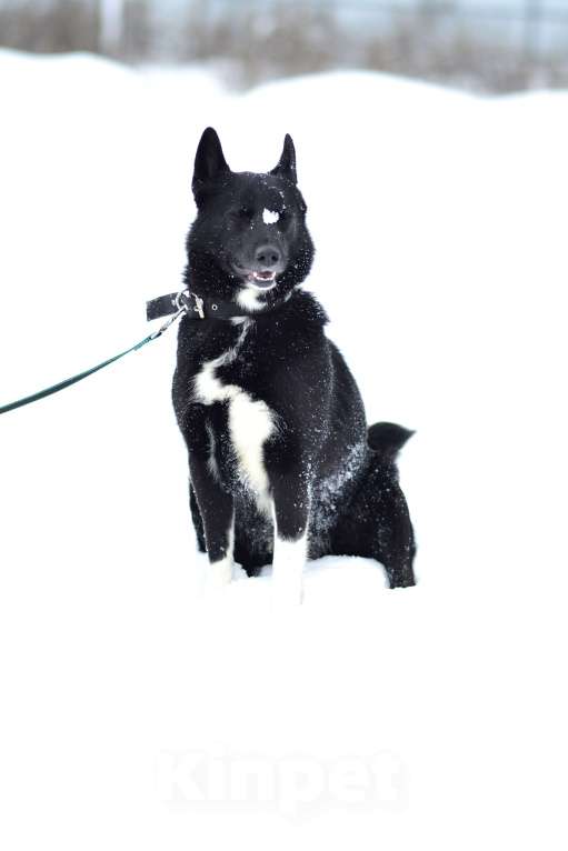 Собаки в Москве: Собака из приюта ждет семью Мальчик, Бесплатно - фото 2