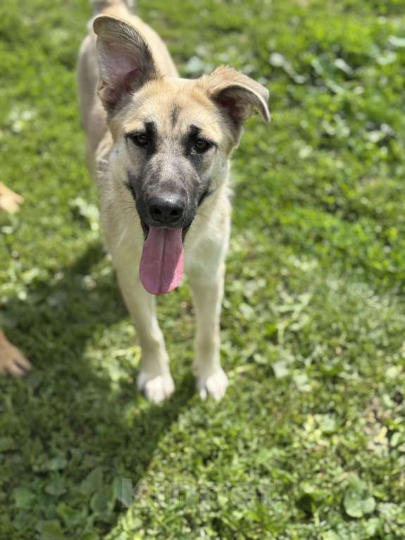 Собаки в Москве: Люсенька ожидает в приюте своих родителей Девочка, Бесплатно - фото 2