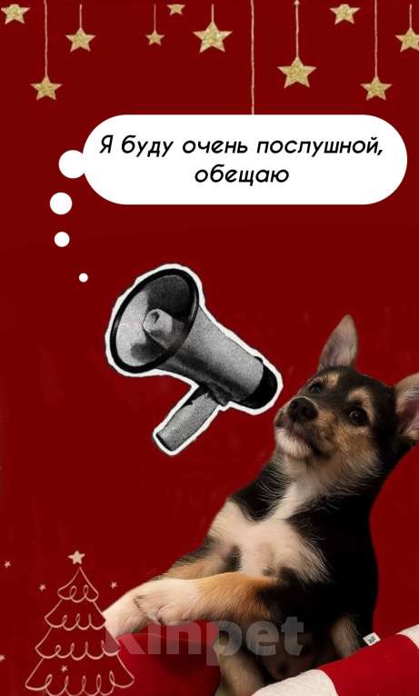 Собаки в Москве: Щенок Шанти умница -красавица 2 мес. Девочка, Бесплатно - фото 2