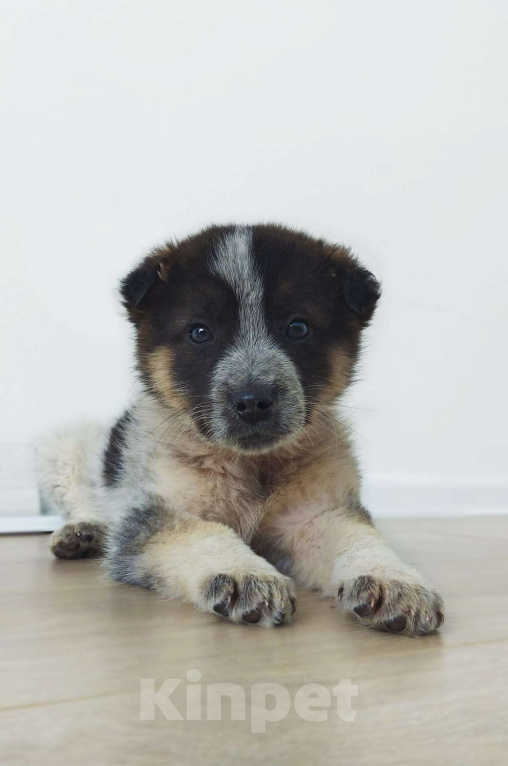 Собаки в Одинцово: Щенок Мальчик, 1 руб. - фото 1