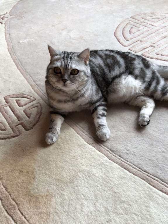 Кошки в Москве: Мия Девочка, Бесплатно - фото 3