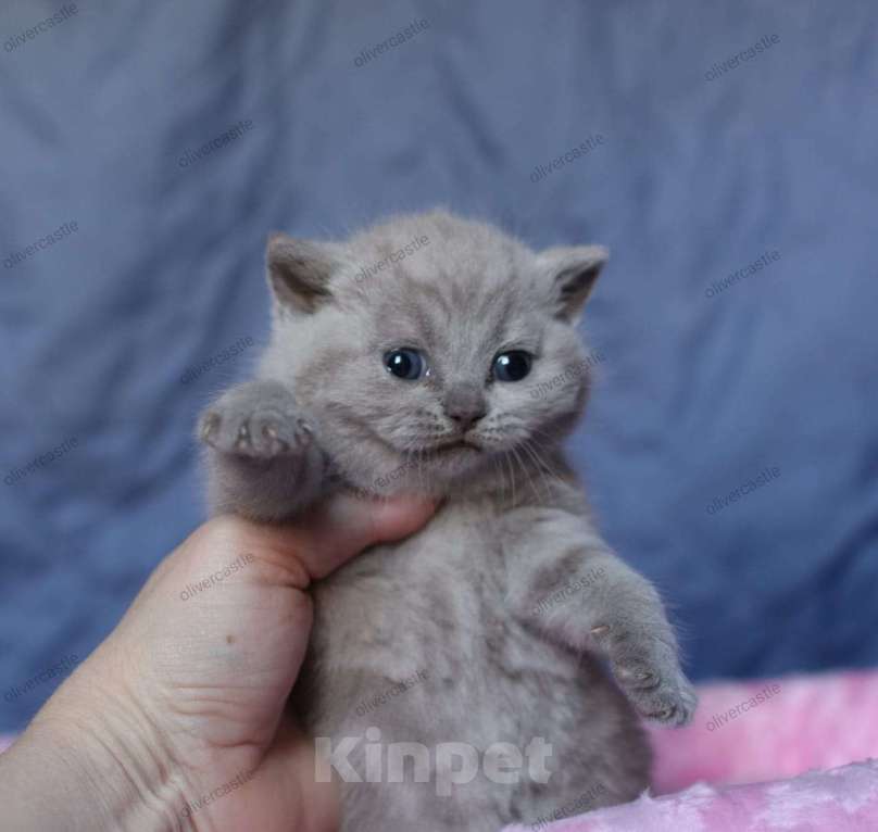 Кошки в Тольятти: Прямоухий кот Мальчик, 50 000 руб. - фото 1