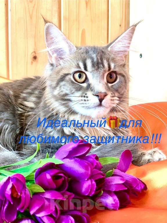 Кошки в Челябинске: 🔥🔥🔥 КОТЯТА МЕЙН-КУН ПОЛИДАКТ И КЛАССИКА Девочка, Бесплатно - фото 7