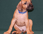 Собаки в Москве: Мальчик Родезийского Риджбека  Мальчик, 100 000 руб. - фото 9