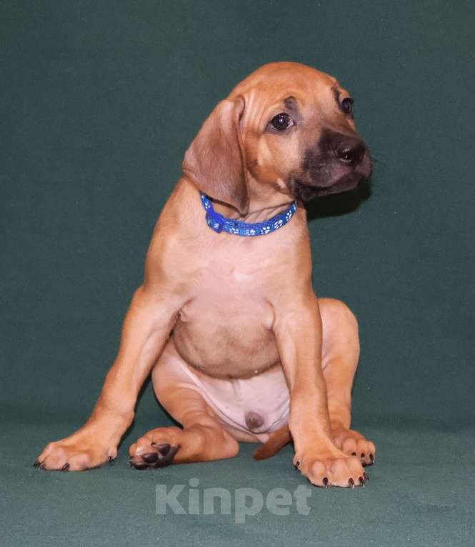 Собаки в Москве: Мальчик Родезийского Риджбека  Мальчик, 100 000 руб. - фото 9