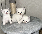Кошки в Краснодаре: Британские котята  Девочка, 13 000 руб. - фото 2