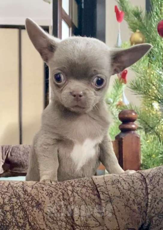 Собаки в Задонске: Кейси Девочка, 50 000 руб. - фото 1