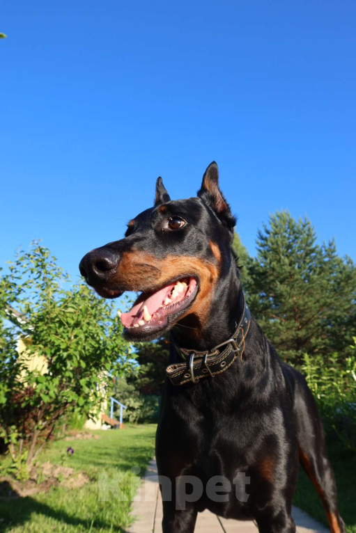 Собаки в других городах Московской области: Смоки ищет семью! Мальчик, Бесплатно - фото 1