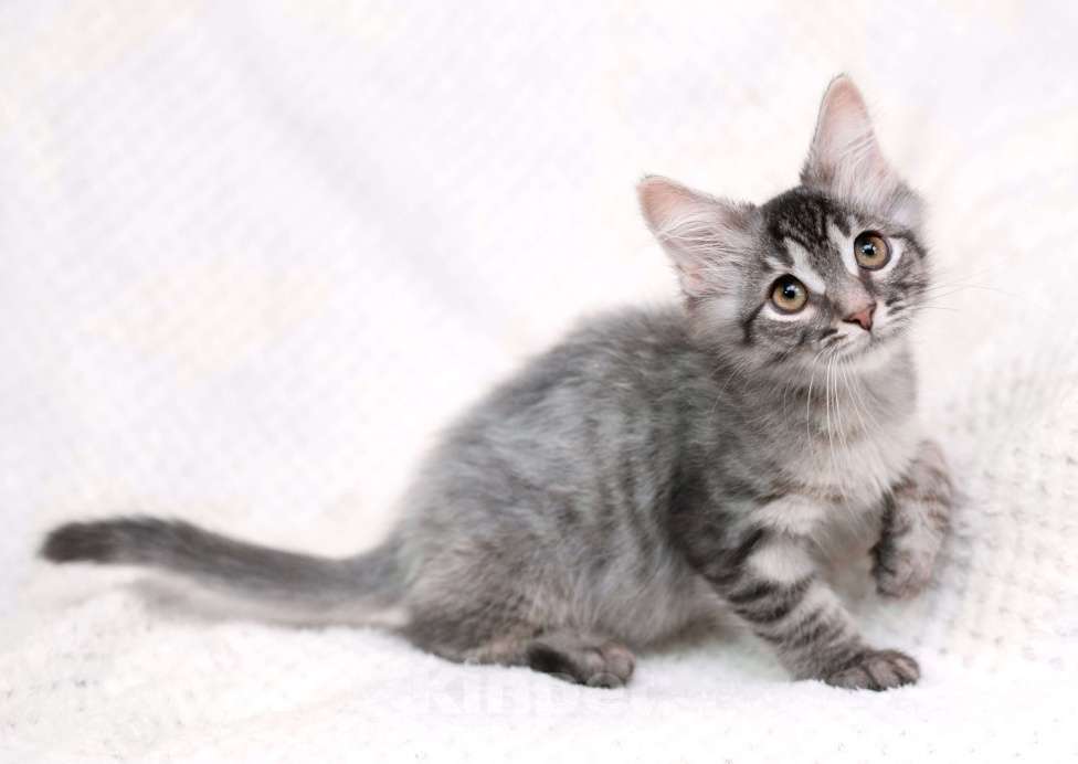 Кошки в Москве: Пушистый котёнок Вертолётик в добрые руки Мальчик, 1 руб. - фото 3