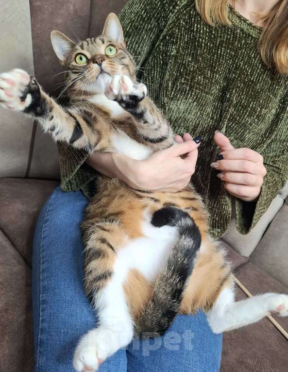 Кошки в Москве: Бруни будет на выставке-пристройстве в Москве Мальчик, Бесплатно - фото 6