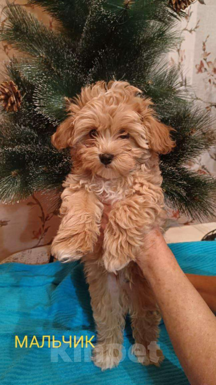 Собаки в Санкт-Петербурге: Мальтипу щенок карамельный baby face Мальчик, 80 000 руб. - фото 1