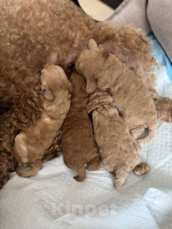 Собаки в Ростове-на-Дону: Пятнышко Девочка, 80 000 руб. - фото 4