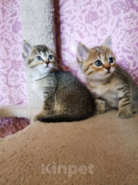 Кошки в Москве: Британские мальчики, девочки  Мальчик, 10 000 руб. - фото 2