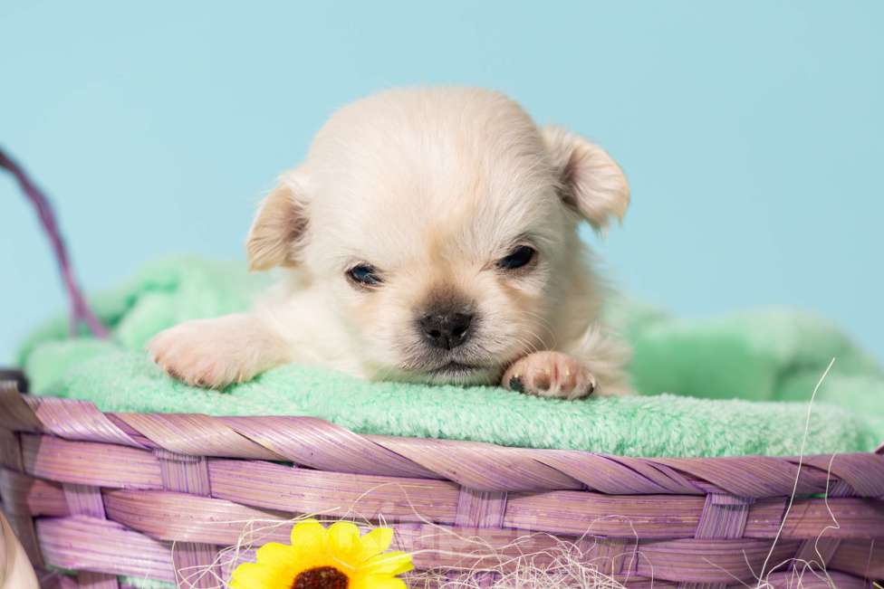 Собаки в Москве: Чихуахуа Мальчик, 50 000 руб. - фото 1