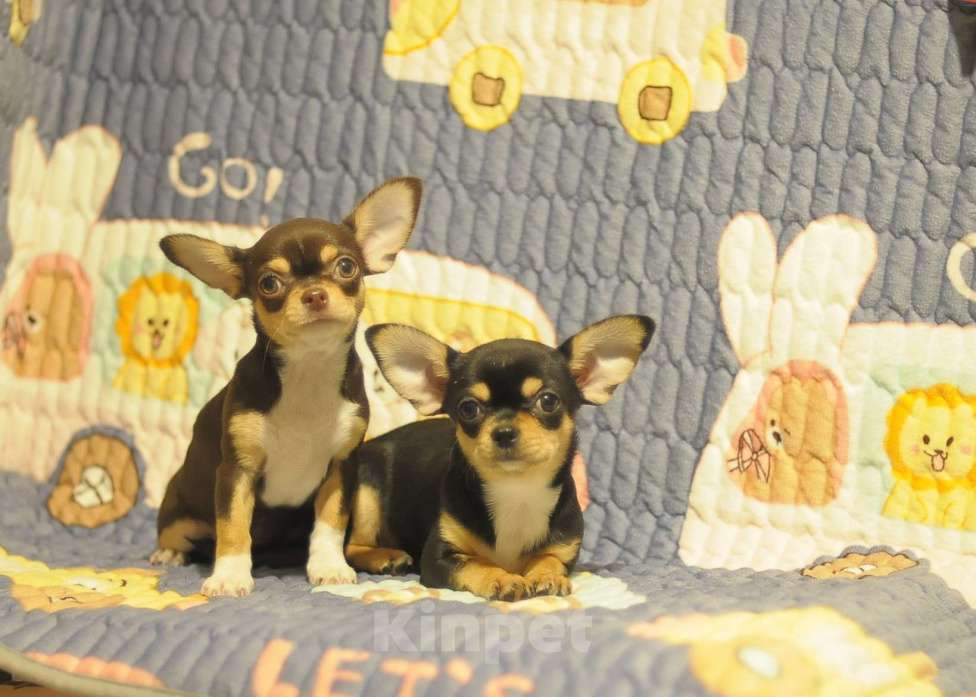 Собаки в Чите: чихуахуа щенки Девочка, Бесплатно - фото 3