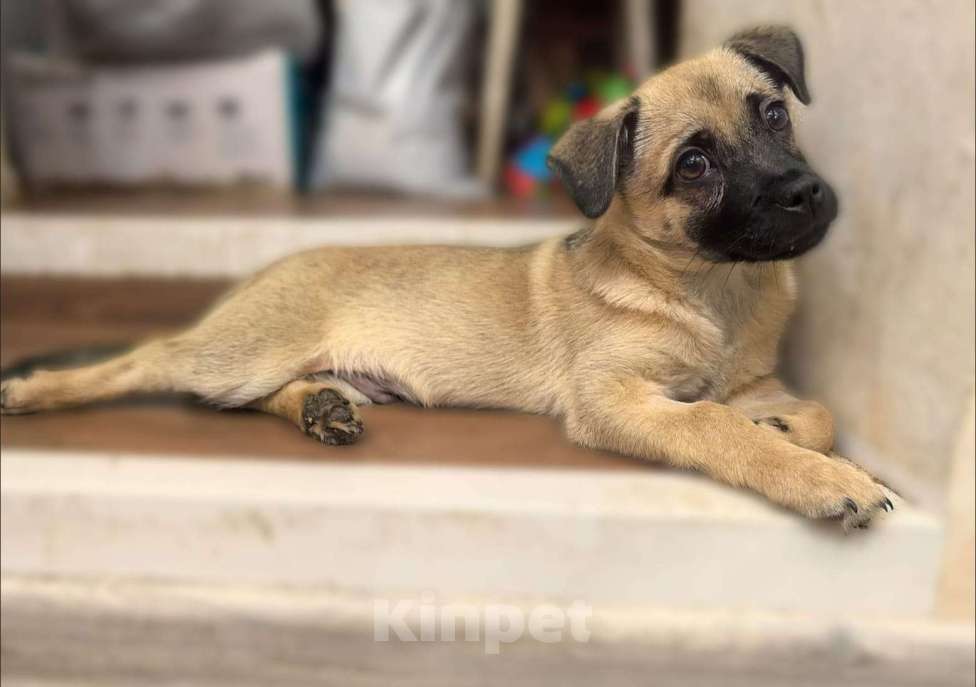 Собаки в Лосином-Петровском: Спарки якутенок в добрые руки Девочка, Бесплатно - фото 3