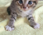 Кошки в Истре: Котёнок  Девочка, 1 руб. - фото 3