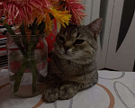 Кошки в Оренбурге: Пропал кот Лёлик  Мальчик, Бесплатно - фото 4